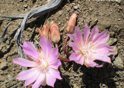 Bitterroot flower near Bannack, MT