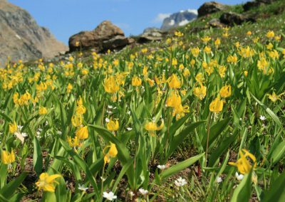 Glacier Lilly on Glacier Park's Swiftcurrent Pass. Image is part of Glacier National Park Picture Tour.