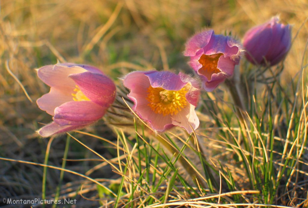 Pasque Flower in the Sweet Grass Hills (North of Chester, Montana).