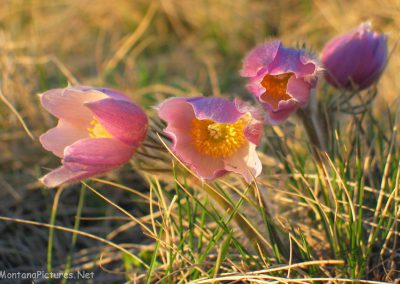 Pasque Flower in the Sweet Grass Hills (North of Chester, Montana).