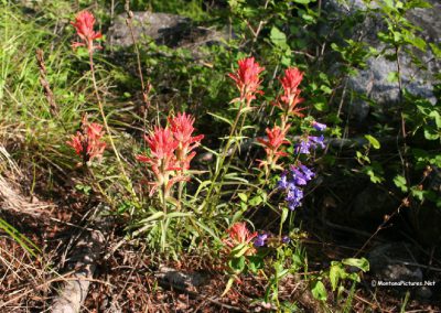 Fireweed near Blodgett Canyon west of Hamilton, MT