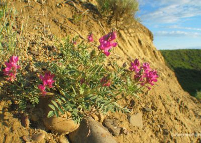 Pink Lambert's Crazy weed near Fort Benton, Montana.