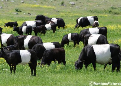 A picture of Oreo cookie cows near Dixon, Montana.