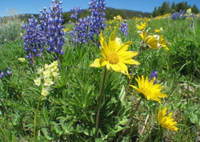 Picture of Lupine and yellow flowers in Southeast Montana.