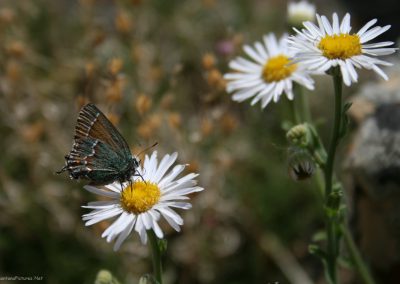 White Aster in the Bighorn Canyon