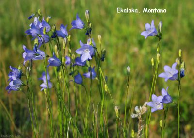 Bellflower "Campanula rotundfolia" near Ekalaka, Montana.