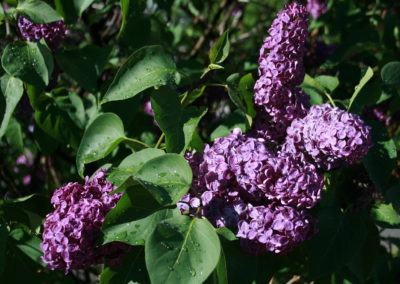 Picture of purple Lilac Flowers in Butte, Montana. Image is part of Butte, Montana Picture Tour.
