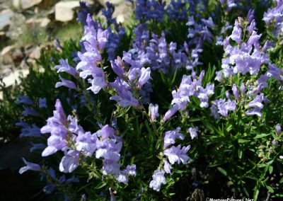 Blue Mountain Gentian flowers in the Sweet Grass Hills.