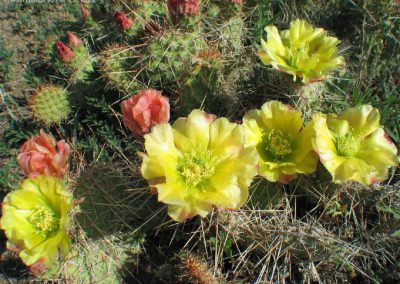 The yellow Prickly Pear flower near Melrose, Montana