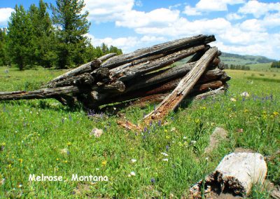 Wildflower at Vipond near Melrose, Montana.