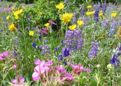 Picture of Lupine and wild rose flowers in Southeast Montana.