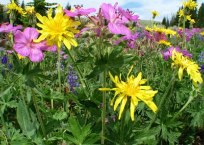 Picture of Lupine and wild rose flowers in Southeast Montana.