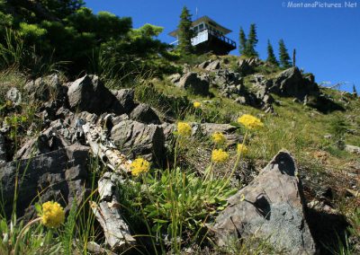 Yellow Buckwheat Flowers near the Numa Ridge Fire Lookout in Glacier Park. Image is part of Glacier National Park Picture Tour.