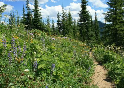 The flower covered trail to the Scalplock Fire Lookout in Glacier National Park. Image is part of Glacier National Park Picture Tour.