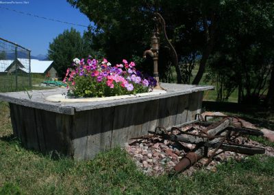 Patunias in Ovando, Montana