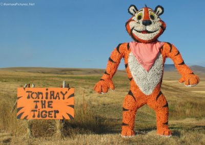 Picture of a "What the Hay" sculpture of Toni Tiger near Hobson, Montana