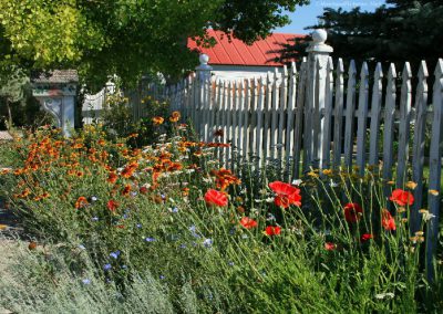 Oriental Poppies in Lima, Montana