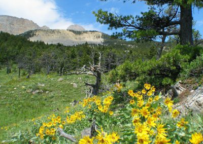 Balsamroot Flowers on the Rocky Mountain Front.