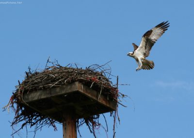 A close up picture of an Osprey and her nest near Alberton, Montana. Image is part of the Alberton, Montana Picture Tour.