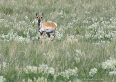 Picture of an antelope near the Madison River. (South of Ennis, Montana)