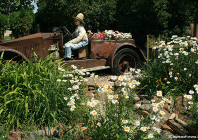 Picture off an antique car in a garden of Daisies in Plains Montana. Image is from the Plains, Montana Picture Tour.