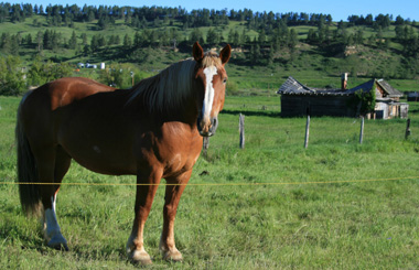 June picture of a plow horse in a green field near Forest Grove, Montana. Image is from the Forest Grove, Montana Picture Tour.