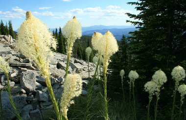 June close up of Beargrass Flower in Northwest, Montana. Image is from the Libby, Montana Picture Tour.
