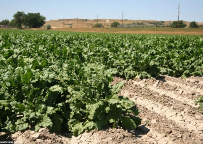 August picture of a Sugar Beet field near Sidney, Montana. Image is from the Sidney, Montana Picture Tour.