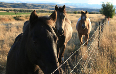September picture of three horses east of Livingston, Montana. Image is from the Livingston, Montana Picture Tour.