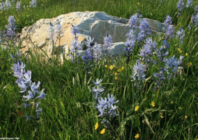 June picture blue Camas flowers during a June Sunset in the Mount Haggin Wildlife Management Area. Image is from the Mount Haggin WMA Picture Tour.