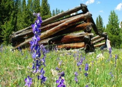 July picture of a wood cutter cabin in Vipond Park in the Pioneer Mountains. Image is from the Divide, Montana Picture Tour.