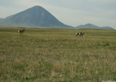 June picture of antelope and West Butte near Whitlash Montana. Image is from the Sweet Grass Hills Montana Picture Tour.