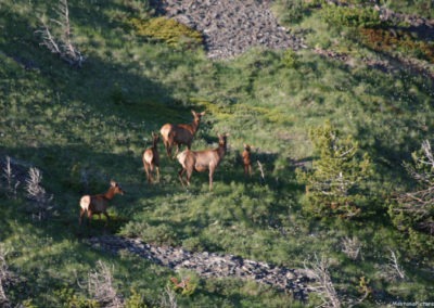 June picture of the Elk on East Butte in the Sweet Grass Hills. Image is from the Sweet Grass Hills Montana Picture Tour.