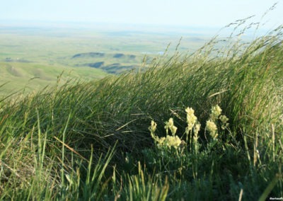 June picture of wildflowers on East Butte in the Sweet Grass Hills. Image is from the Sweet Grass Hills Montana Picture Tour.