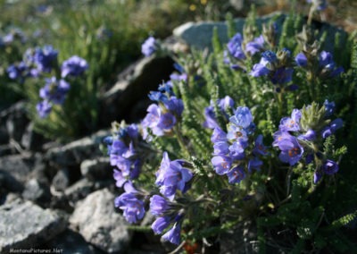 June picture of blue wildflowers on East Butte in the Sweet Grass Hills. Image is from the Sweet Grass Hills Montana Picture Tour.