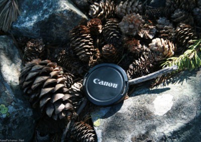 June picture of the pine cones found on the summit of East Butte in the Sweet Grass Hills. Image is from the Sweet Grass Hills Montana Picture Tour.