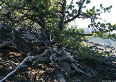June picture of an ancient White Bark Pine on the summit of East Butte in the Sweet Grass Hills. Image is from the Sweet Grass Hills Montana Picture Tour.