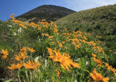 June picture of Balsam Root flowers below Gold Butte in the Sweet Grass Hills. Image is from the Sweet Grass Hills Montana Picture Tour.