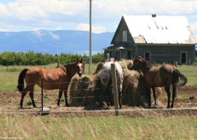 July picture of horses in Kolin Montana. Image is from the Kolin Montana Picture Tour.