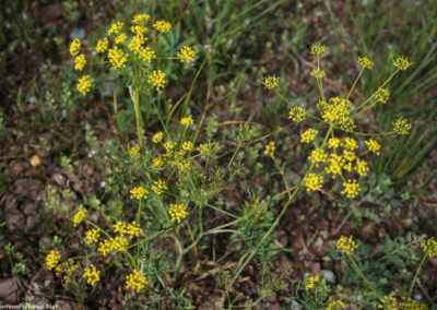 June picture of yellow Leafy Spurge along Forest Service Road 211 in the Castle Mountains. Image is from the Castle Town Montana Picture Tour.