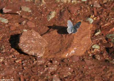 June picture of blue butterfly on a red rock in the Castle Mountains. Image is from the Castle Town Montana Picture Tour.