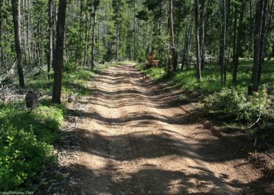 June picture of a lodgepole Forest along Forest Service Road 211 in the Castle Mountains. Image is from the Castle Town Montana Picture Tour.