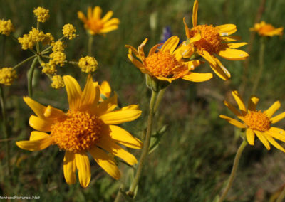June picture of yellow Balsamroot Flowers along Forest Service Road 211 in the Castle Mountains. Image is from the Castle Town Montana Picture Tour.