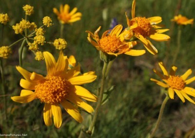 June picture of yellow Balsamroot Flowers along Forest Service Road 211 in the Castle Mountains. Image is from the Castle Town Montana Picture Tour.