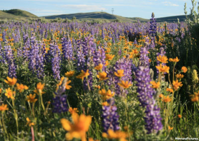 June picture of blue Lupine and yellow Cinquefoil flowers near Lennep, Montana. Image is from the Martinsdale and Lennep Town Montana Picture Tour.