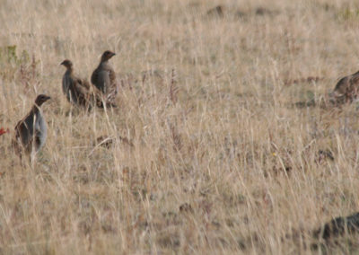 October picture of Ptarmigan at the base of Crown Butte. Image is from the Crown Butte Preserve & Simms Montana Picture Tour.