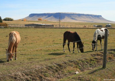 October picture of Square Butte and horses from the Simms Cascade Road. Image is from the Crown Butte Preserve & Simms Montana Picture Tour.