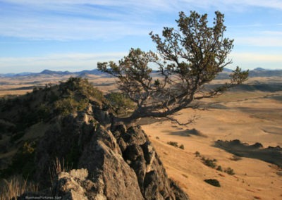 October picture of a Limber Pine clinging to the Crown Butte Preserve summit. Image is from the Crown Butte Preserve & Simms Montana Picture Tour.