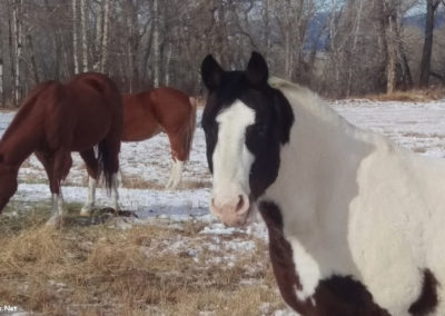 November picture of a Appaloosa Horse in the Boulder Valley north of Whitehall, Montana. Image is from the Whitehall Montana Picture Tour.