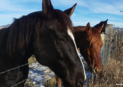 November picture of Horses near the Jefferson River east of Whitehall, Montana. Image is from the Whitehall Montana Picture Tour.